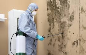 Trusted Fate, TX Mold Remediation Experts